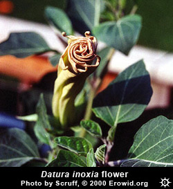 Datura inoxia flower