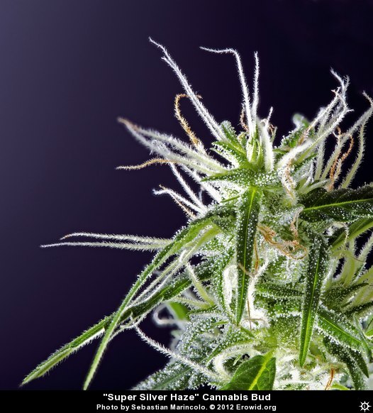  Super Silver Haze Cannabis Bud by Sebastian Marincole ©2012 Erowid.org