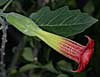 Brugmansia sanguinea
