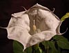 Datura inoxia