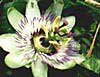 passion flower