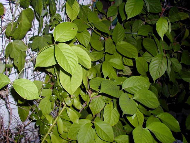 B. caapi cultivated in Texas