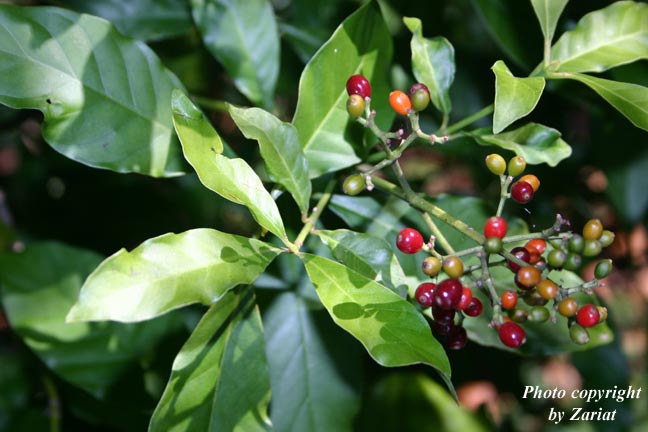 P. carthagenensis fruiting Photo by Zariat