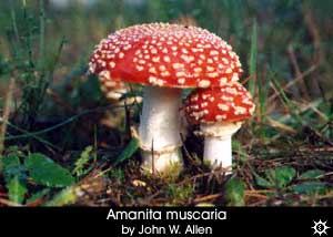 amanita muscaria