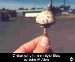 Chlorophyllum molybdites