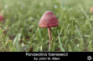 Panaeolina foenesecii