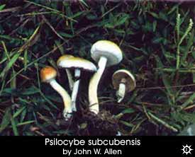 Psilocybe subcubensis