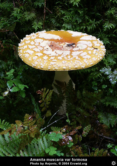 A. muscaria var. formosa