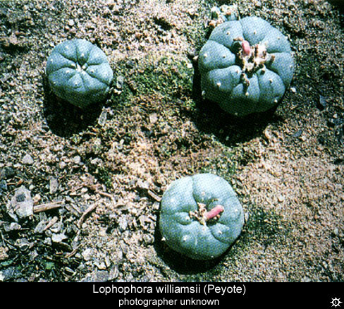 PEYOTE BUTTONS