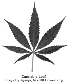 Cannabis Leaf